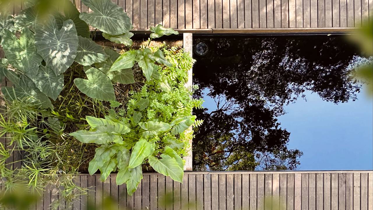Floating Wetland Natural Pool Conversions (Full Online Course, Lifetime Access)